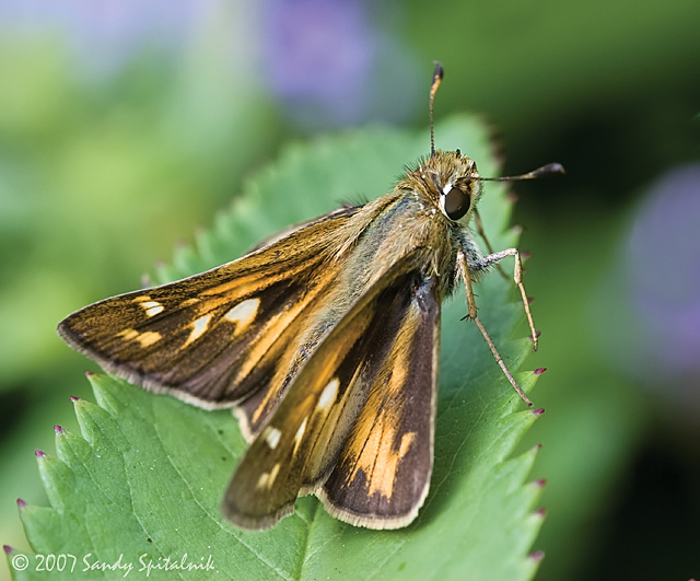 Sachem (female)