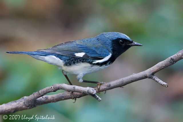 Black-throated Blue Warbler
