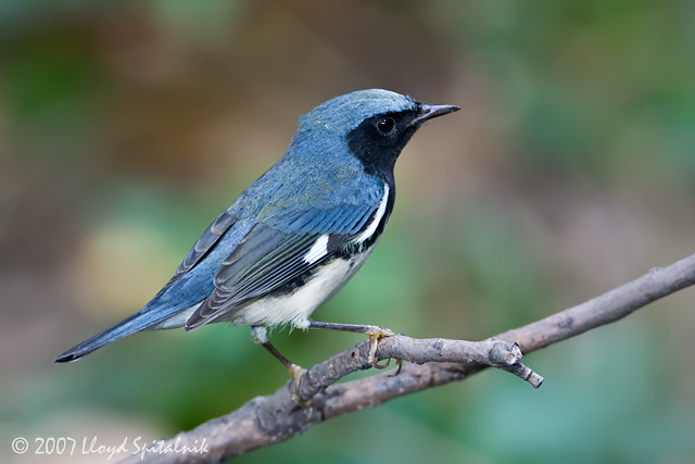 Black-throated Blue Warbler