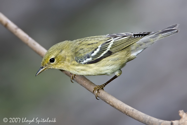 Blackpoll Warbler