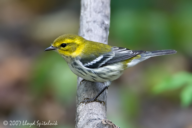 Black-throated Green Warbler