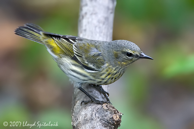 Cape May Warbler
