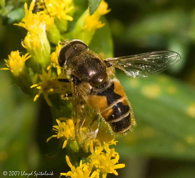 Syrphid (Flower/Hover) Fly