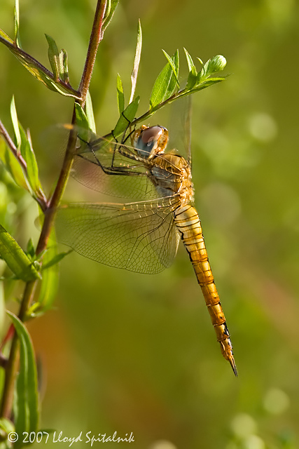 Wandering Glider