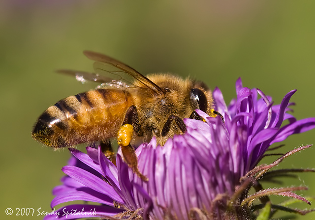 Honey Bee