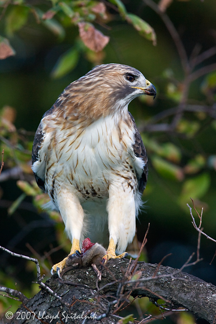 Red-tailed Hawk