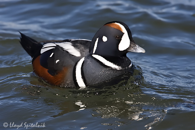 Harlequin Duck