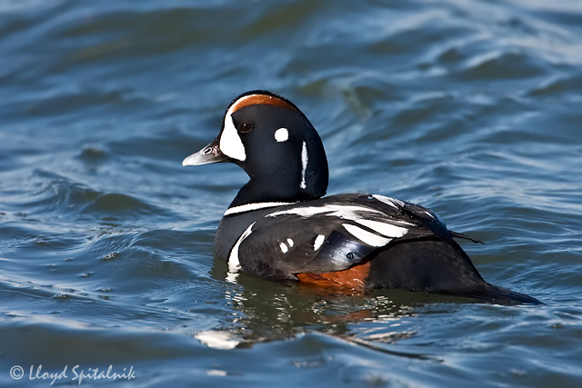 Harlequin Duck