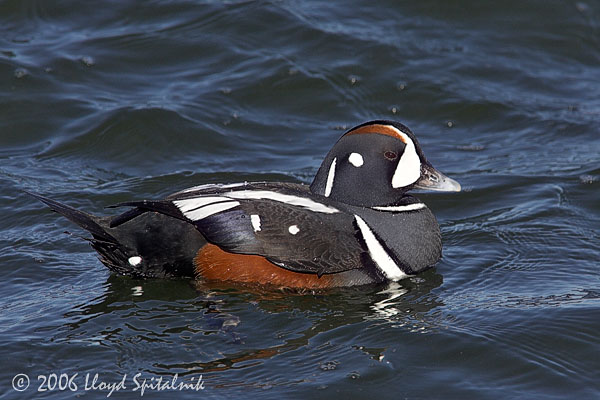 Harlequin Duck