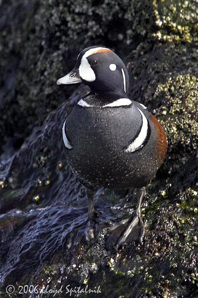 Harlequin Duck