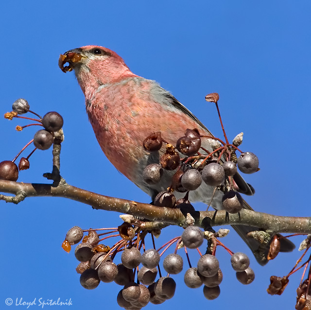 Pine Grosbeak