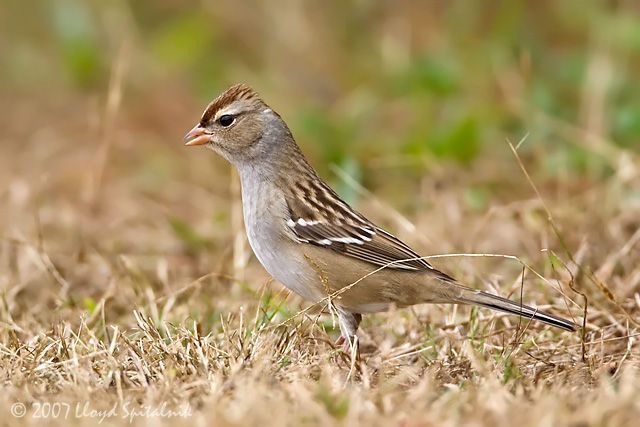 White-crowned Sparrow
