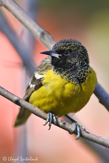 Scotts Oriole