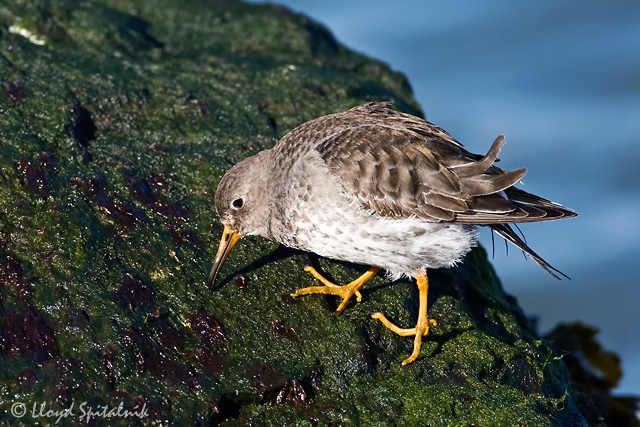 Purple Sandpiper