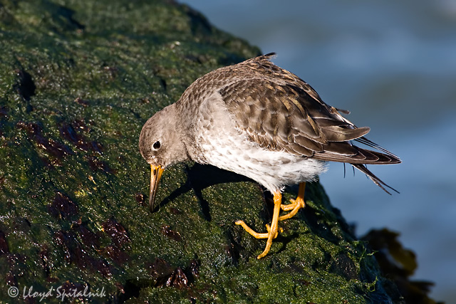 Purple Sandpiper