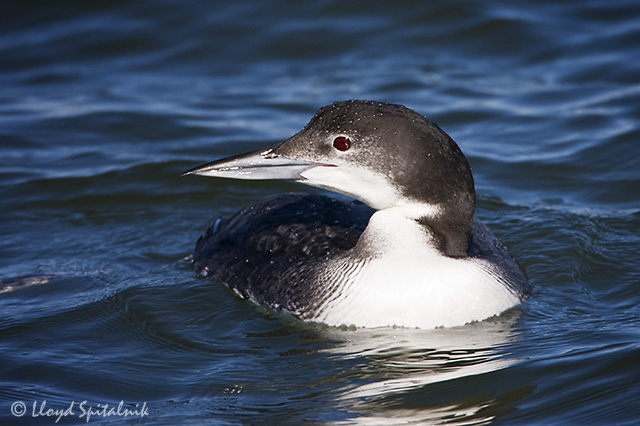 Common Loon
