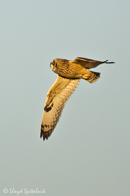 Short-eared Owl