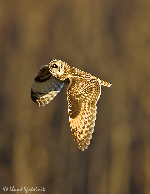 Short-eared Owl