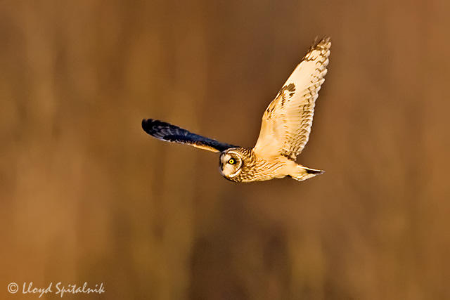Short-eared Owl