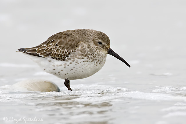 Dunlin (1st winter)
