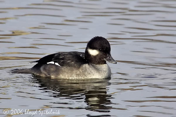 Bufflehead