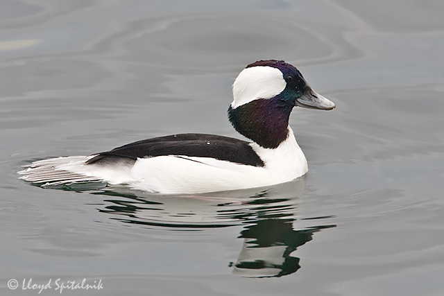 Bufflehead (male)