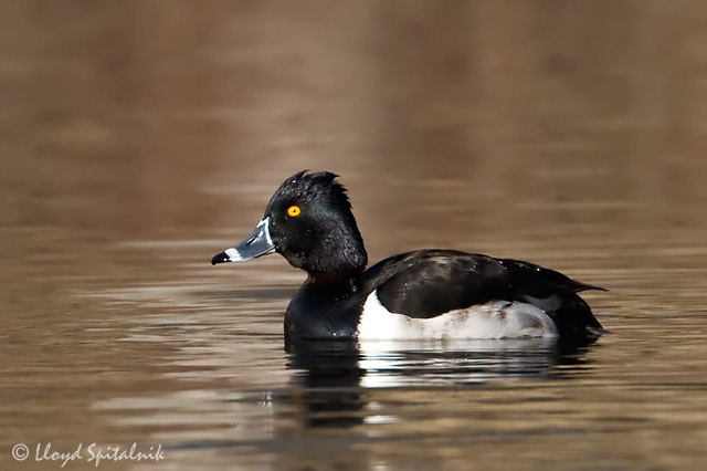 Ring-necked Duck (male)