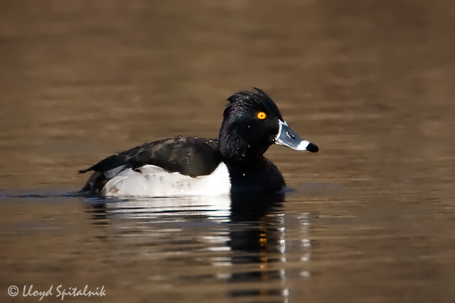 Ring-necked Duck (male)