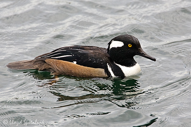 Hooded Merganser
