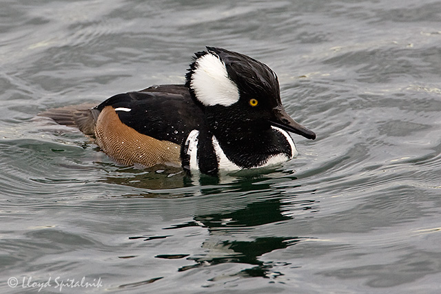 Hooded Merganser