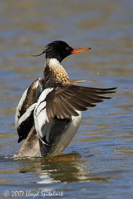 Red-breasted Merganser (male)
