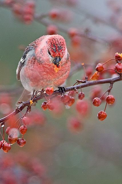 Pine Grosbeak