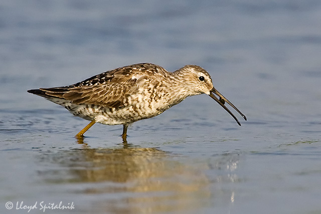 Stilt Sandpiper