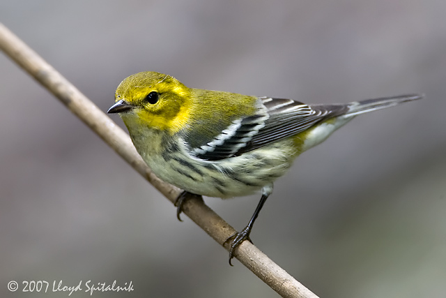 Black-throated Green Warbler (female)