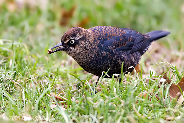 Rusty Blackbird