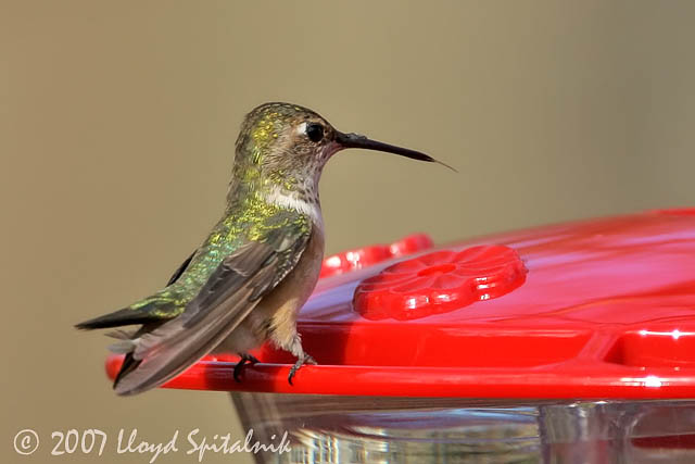 Rufous Hummingbird