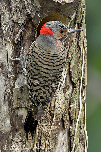 Northern Flicker