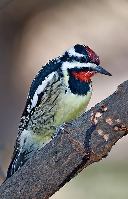 Yellow-bellied Sapsucker