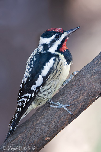 Yellow-bellied Sapsucker