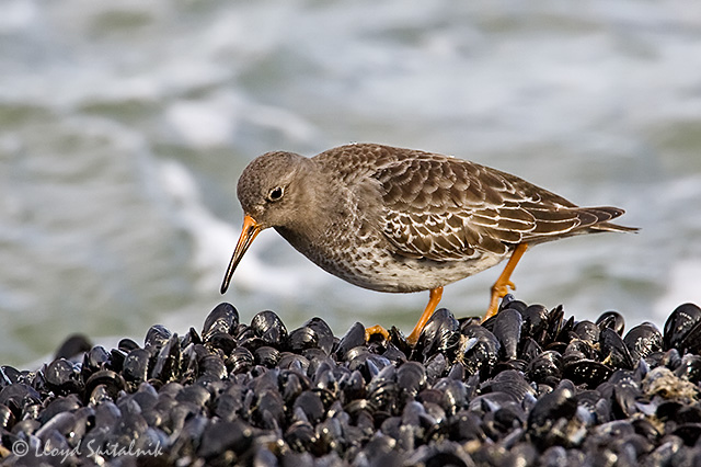 Purple Sandpiper (1st winter)