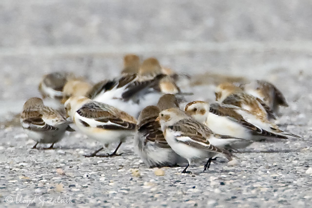 Snow Bunting