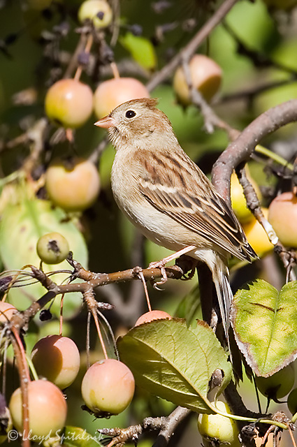 Field Sparrow