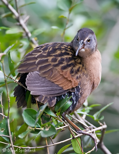 Virginia Rail