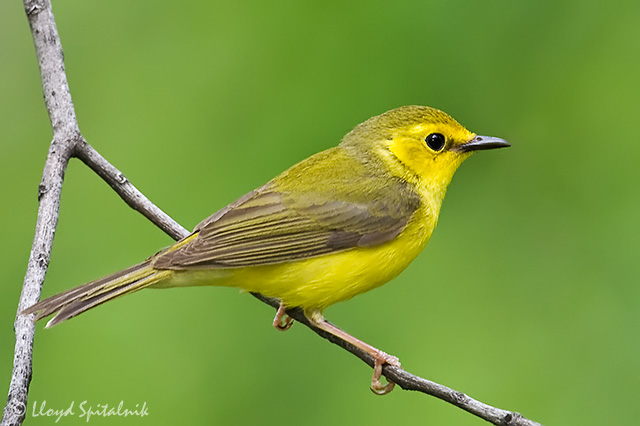 Hooded Warbler