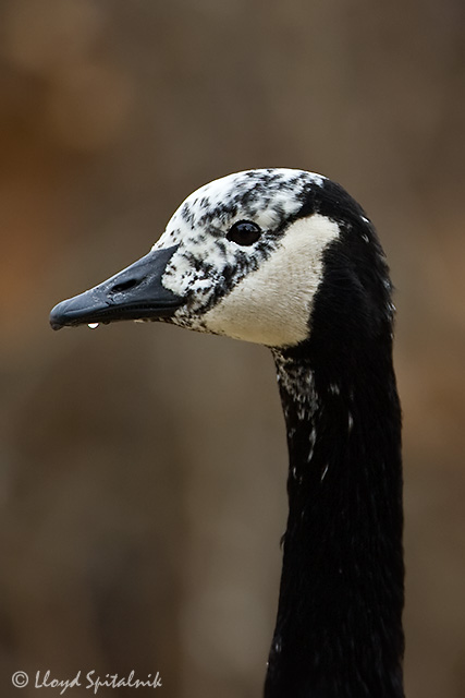 Canada Goose (partially albinistic)