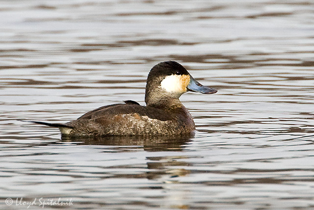 Ruddy Duck (male)