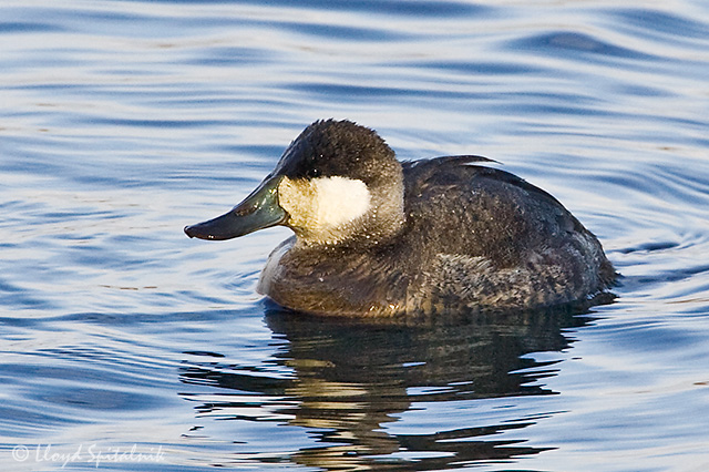 Ruddy Duck (male)