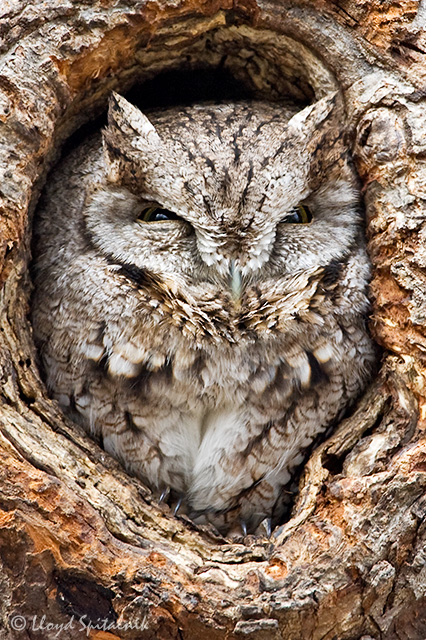 Eastern Screech-Owl