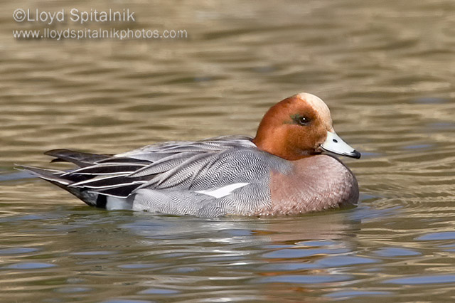 Eurasian Wigeon