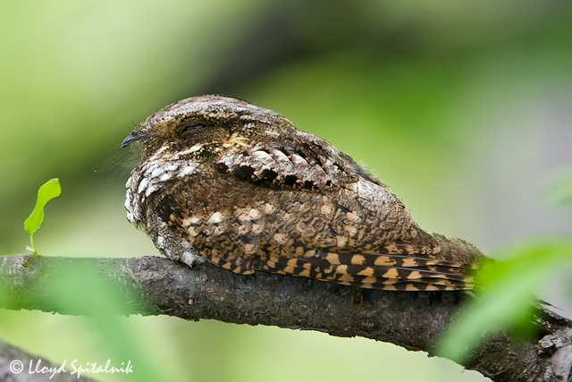 Eastern Whip-poor-will
